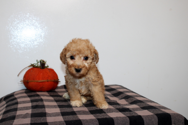 puppy, for, sale, Mini Golden Doodle F2B, Matthew B. Stoltzfus, dog, breeder, Gap, PA, dog-breeder, puppy-for-sale, forsale, nearby, find, puppyfind, locator, puppylocator, aca